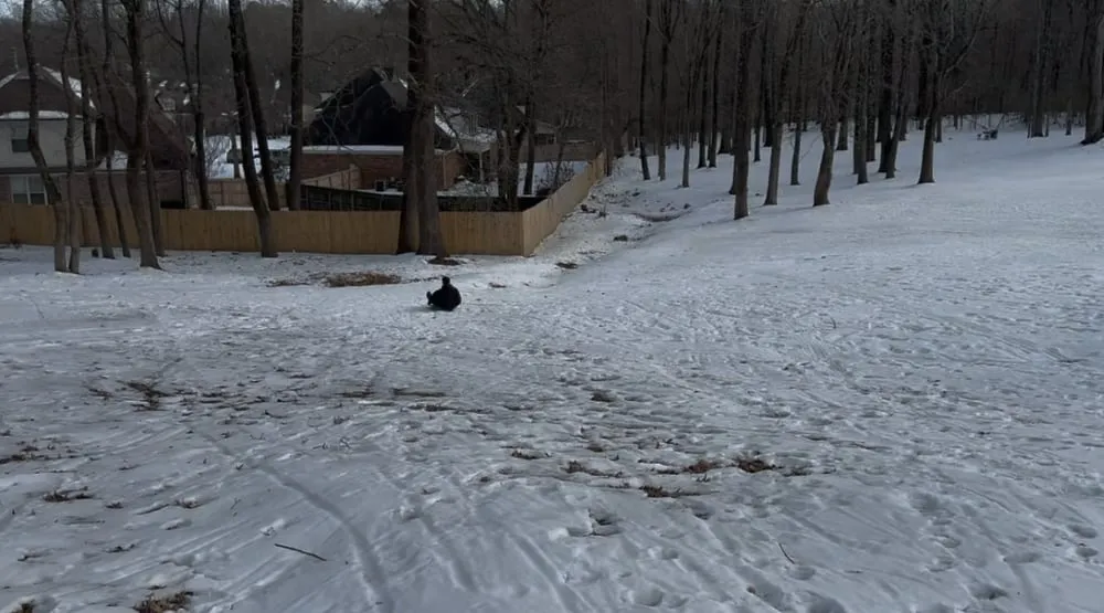 The icy hill